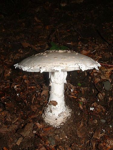 Amanita strobiliformis